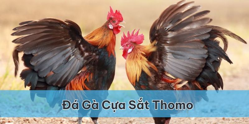 đá gà cựa sắt