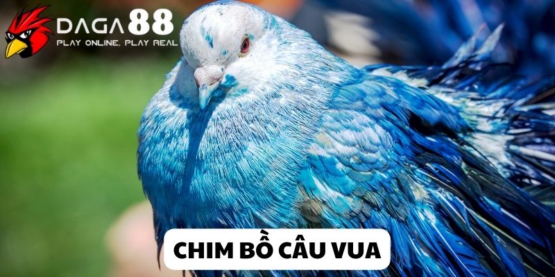 Chim bồ câu vua