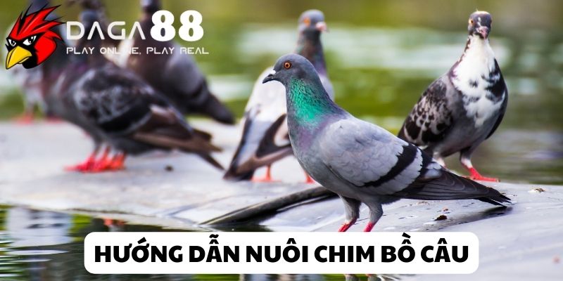 Sơ lược về chim bồ câu vua