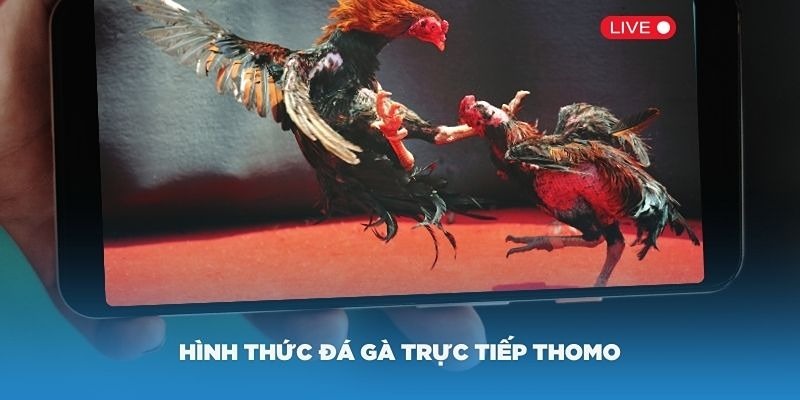 Giới thiệu đá gà trực tiếp Thomo hôm nay